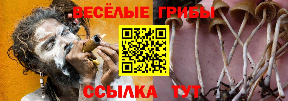 Галлюциногенные грибы прущие грибы Будённовск
